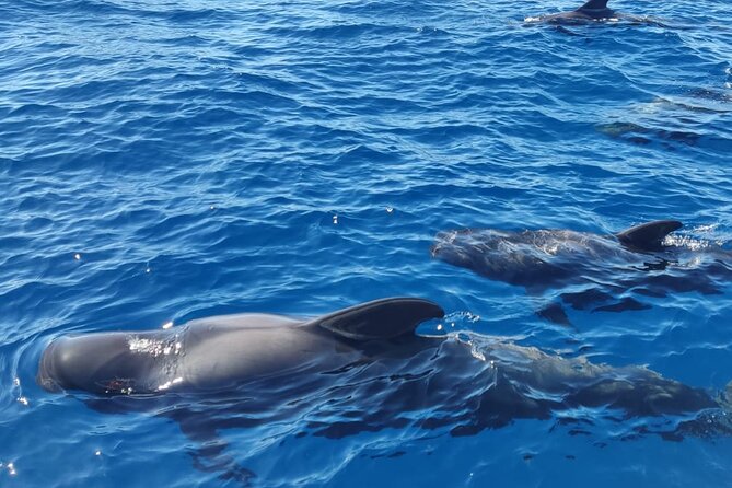 Ocean Pack Tenerife Jet Ski and Yacht Whale Watching - Guides Who Add a Human Touch