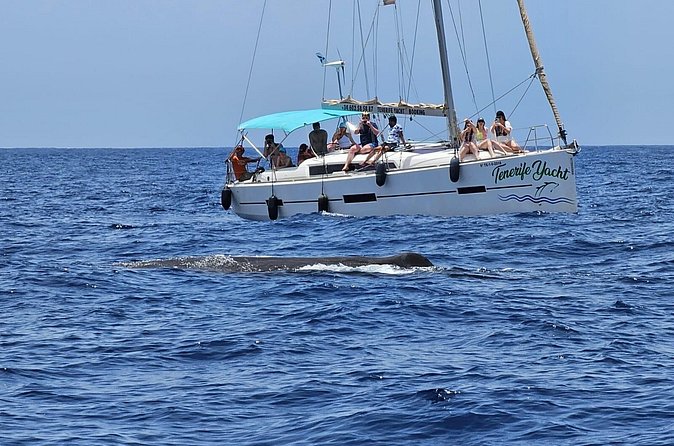 Ocean Pack Tenerife Jet Ski and Yacht Whale Watching - Timing, Meeting Point, and Group Size