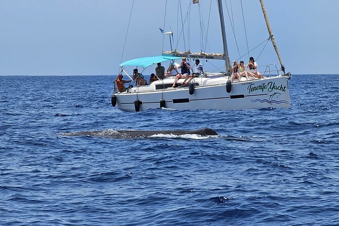 Ocean Pack Tenerife Jet Ski and Yacht Whale Watching - What to Bring and What to Clarify