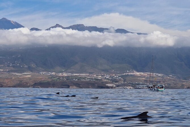 Ocean Pack Tenerife Jet Ski and Yacht Whale Watching - Weather and Cancellation Rules