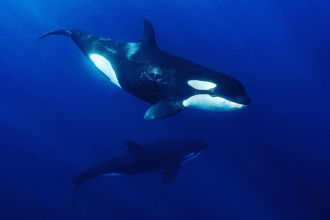 Ocean Safari: Sea Lions, Mobula Rays, Dolphins, Orcas & Whales - Setting out from La Ventana at 8:00 a.m.