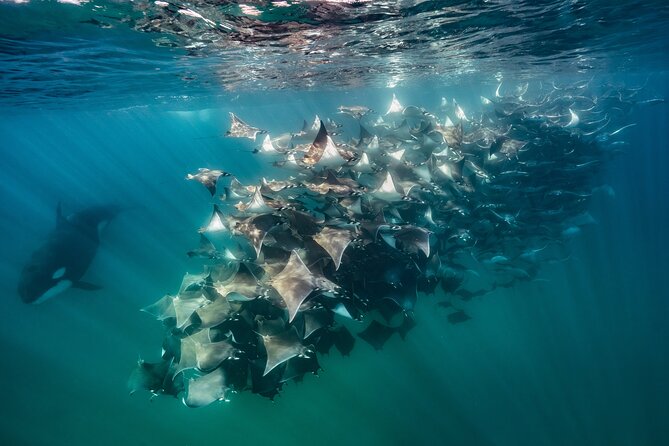 Ocean Safari: Sea Lions, Mobula Rays, Dolphins, Orcas & Whales - Mobula rays and the best chance to enter the water