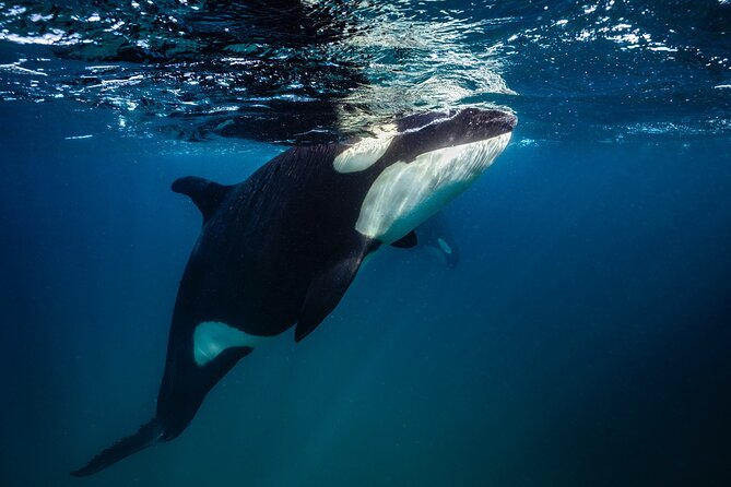 Ocean Safari: Sea Lions, Mobula Rays, Dolphins, Orcas & Whales - Dolphins, whales, and the rare orca possibility