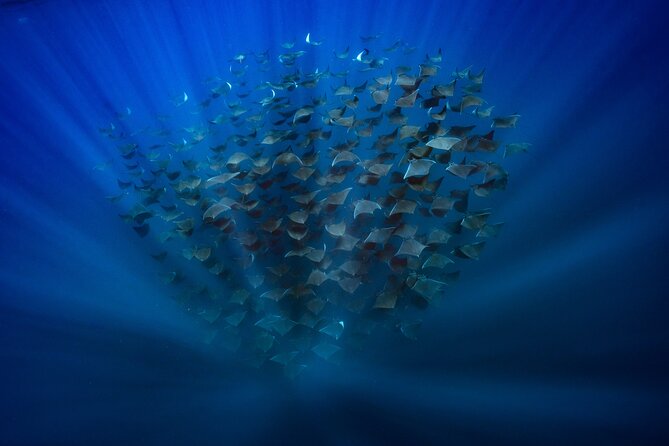 Ocean Safari: Sea Lions, Mobula Rays, Dolphins, Orcas & Whales - Respectful wildlife watching, not a chase