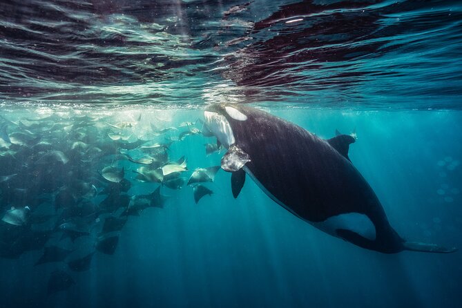 Ocean Safari: Sea Lions, Mobula Rays, Dolphins, Orcas & Whales - Who should swim, and who should stay aboard