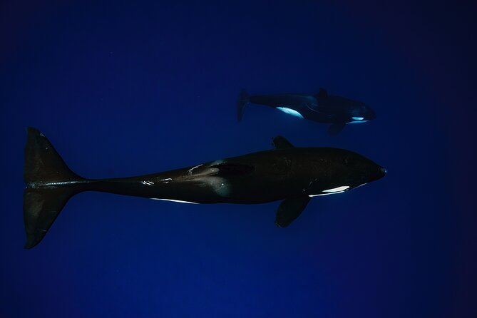 Ocean Safari: Sea Lions, Mobula Rays, Dolphins, Orcas & Whales - Timing, meeting point, and cancellation rules