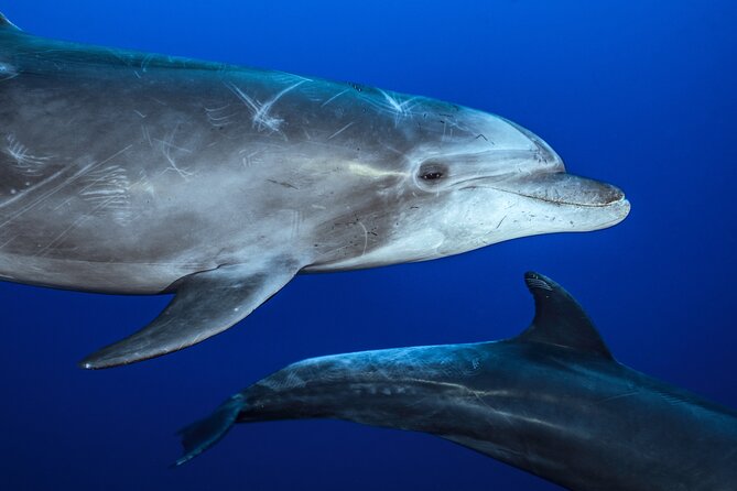 Ocean Safari: Sea Lions, Mobula Rays, Dolphins, Orcas & Whales - Searching the sea instead of following a script