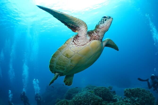 Okinawa:Kerama Islands experience Diving/Snorkeling/WhaleWatching - What the first-time scuba session feels like