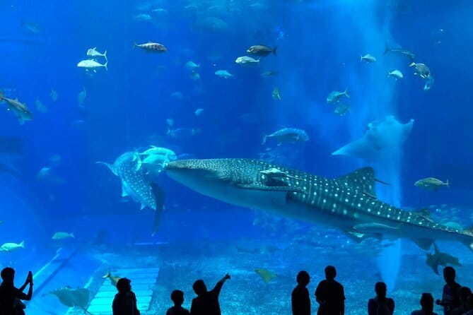 Okinawa:Kerama Islands experience Diving/Snorkeling/WhaleWatching - The price and what you really receive