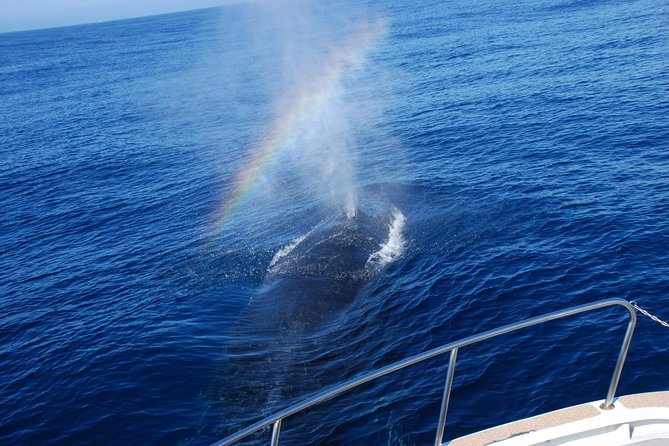 Okinawa Whale Watching From Naha - Wind, Cold, and Seasickness