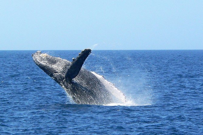 Okinawa Whale Watching From Naha - How the Whale Refund Works