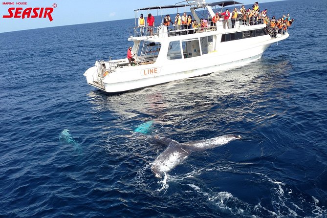 Okinawa Whale Watching From Naha - What I Would Pack