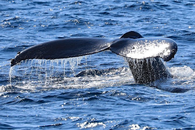 Okinawa Whale Watching From Naha - Who Should Choose This Tour?