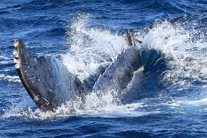 Okinawa Whale Watching From Naha - The Yacht, Guide, and Onboard Comfort
