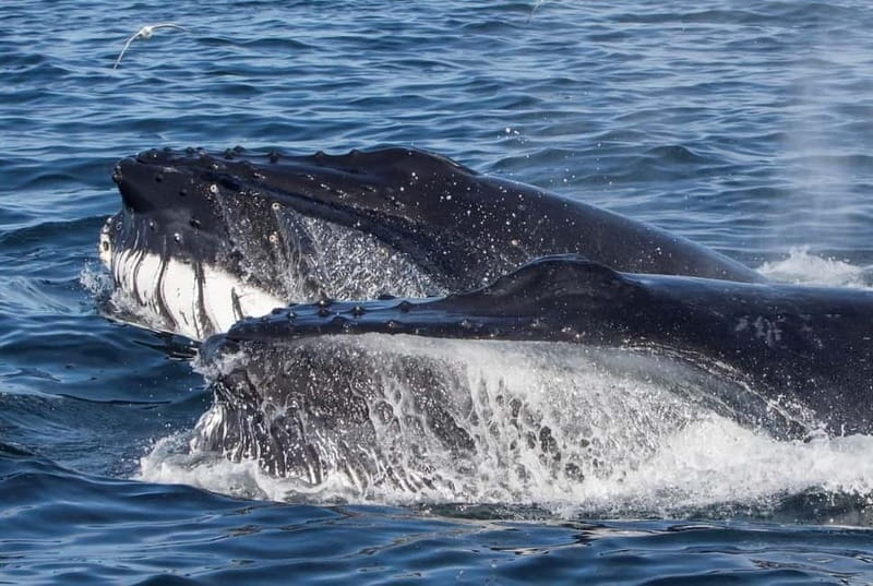 Ólafsvík: Whale Watching Tour - Key points at a glance