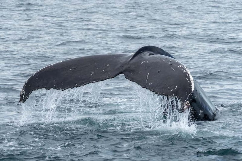 Ólafsvík: Whale Watching Tour - What you might see in each season