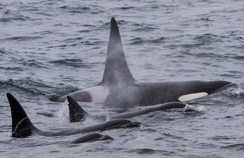 Ólafsvík: Whale Watching Tour - The wildlife search is the main event