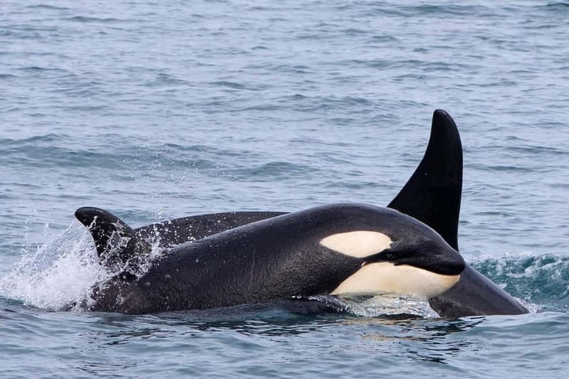 Ólafsvík: Whale Watching Tour - Is $119 a fair price?