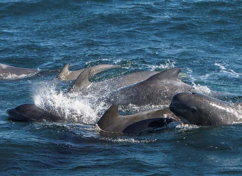Ólafsvík: Whale Watching Tour - Who will enjoy this trip most