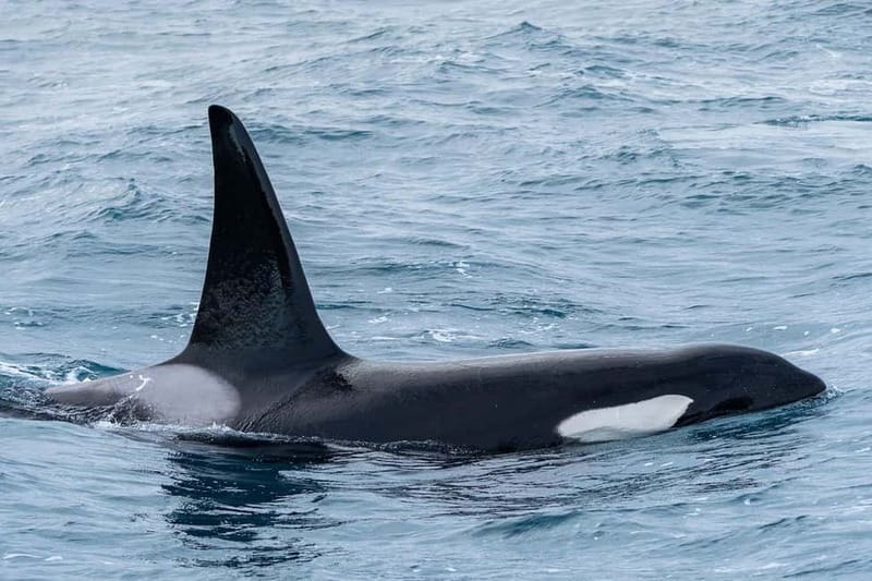 Ólafsvík: Whale Watching Tour - Should you book the Ólafsvík whale watching tour?