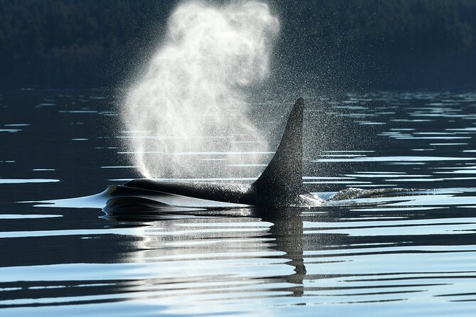 Only Wildlife and Whale Watching Tour Leaving from Seattle - Quick points to know before booking