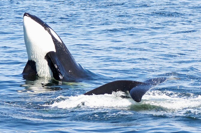 Only Wildlife and Whale Watching Tour Leaving from Seattle - Three to five hours in the Salish Sea