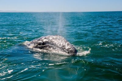Only Wildlife and Whale Watching Tour Leaving from Seattle