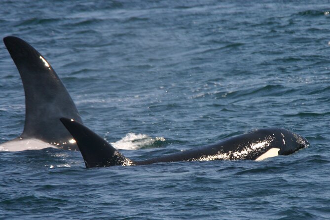 Only Wildlife and Whale Watching Tour Leaving from Seattle - Food, drinks, and comfort onboard