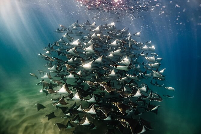 Open Ocean Safari and Whale Watching - Key points at a glance
