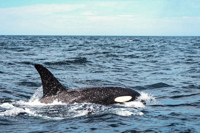 Open Ocean Safari and Whale Watching - Searching the Sea of Cortez for whales and more