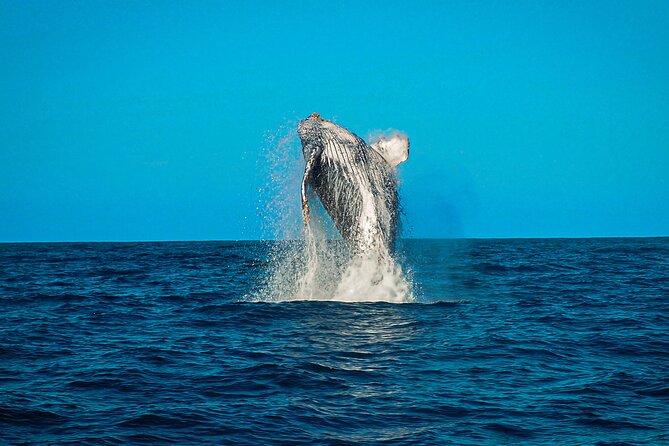 Open Ocean Safari and Whale Watching - What the guides add to the experience