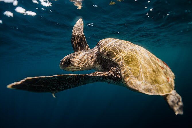 Open Ocean Safari and Whale Watching - Photos, videos, and what is actually included