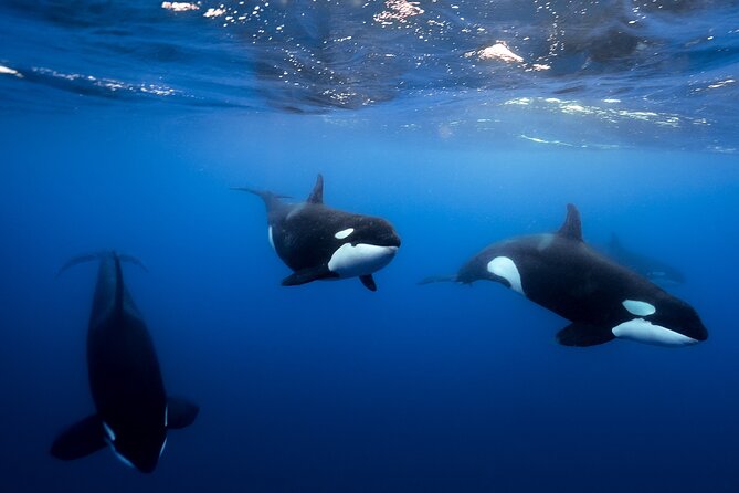 Open Ocean Safari and Whale Watching - El Arco: Cabo’s famous opening scene