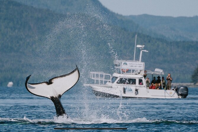 Orca Cove Sea Kayaking - Leaving Ketchikan by boat