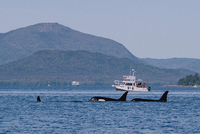 Orca Cove Sea Kayaking - Wildlife without false promises