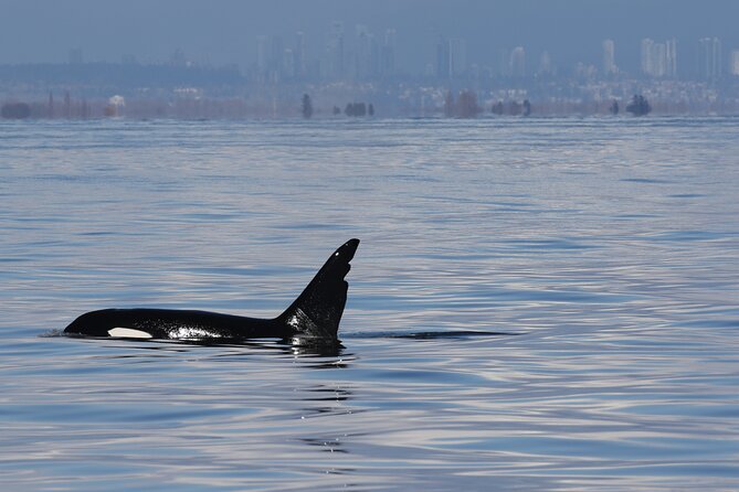 Orca whale tour from Orcas Island - Why this Orcas Island whale trip feels different
