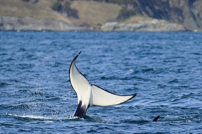 Orca whale tour from Orcas Island - What the three to five hours are really like