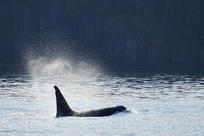 Orca whale tour from Orcas Island - Is $199 a fair price?
