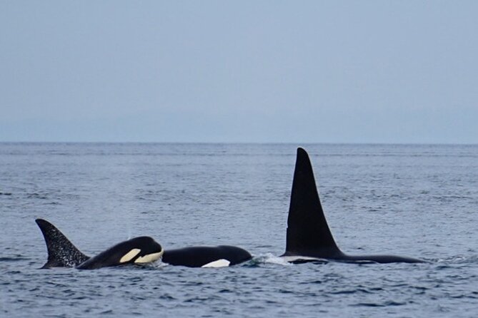 Orca whale tour from Orcas Island - Weather, cancellation, and planning advice