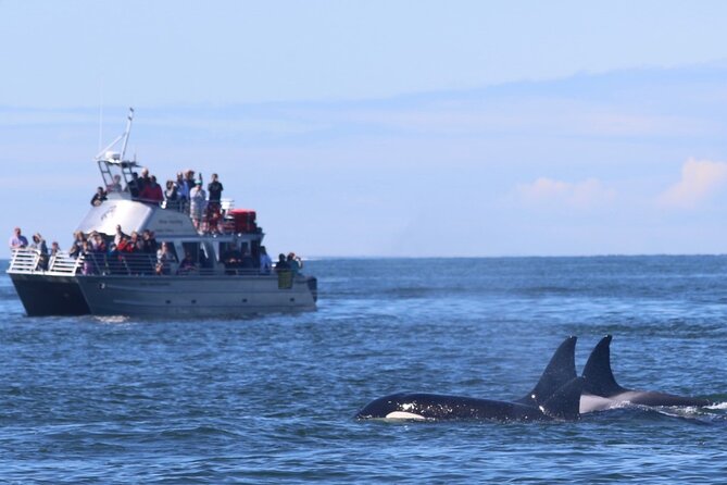 Orca whale tour from Orcas Island - The departure at 1608 Rosario Road