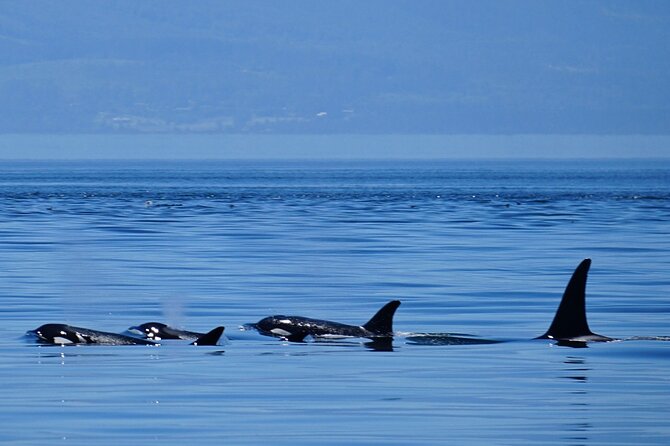 Orca whale tour near Seattle - Key points at a glance