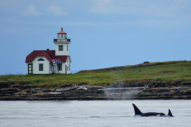Orca whale tour near Seattle - Leaving from 2201 Skyline Way at 3:00 pm