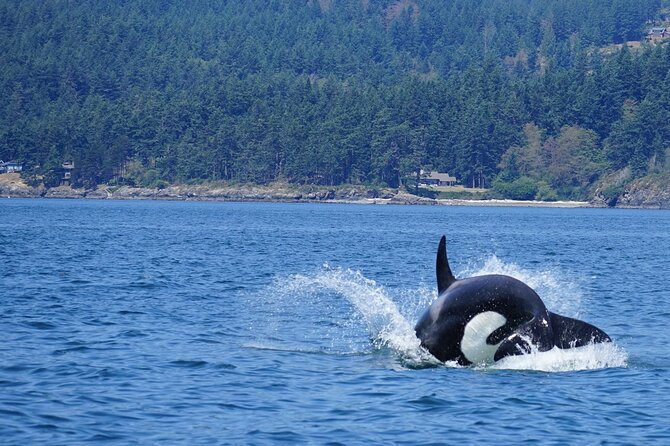 Orca whale tour near Seattle - Orcas first, with three other whale possibilities