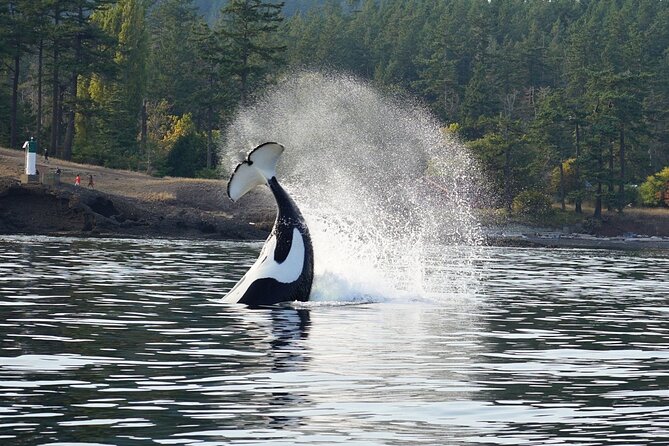 Orca whale tour near Seattle - What the maximum group size means