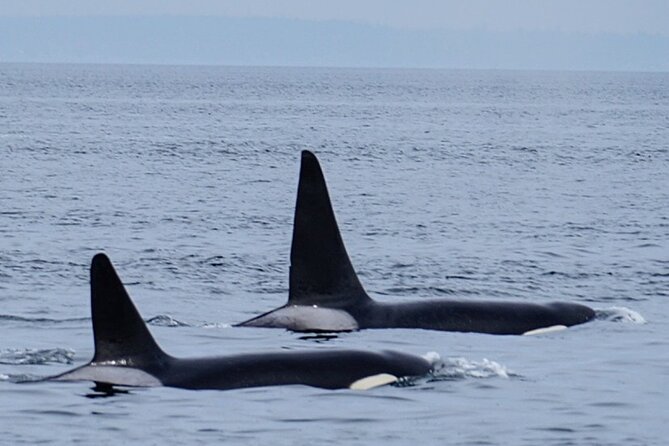 Orca whale tour near Seattle - Practical planning before you book