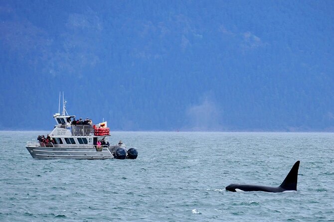 Orca whale tour near Seattle - Three hours among the San Juan Islands