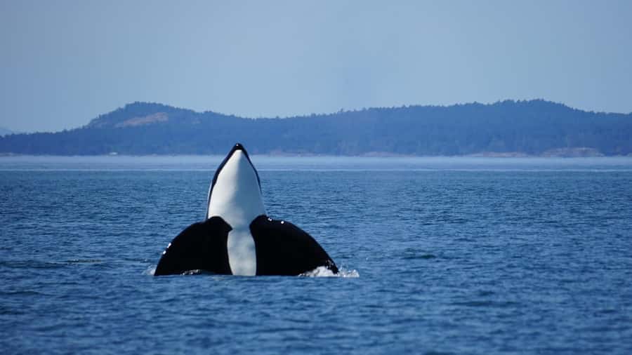 Orcas Island: Orca Whales guaranteed boat tour - What this Orcas Island whale trip is really about