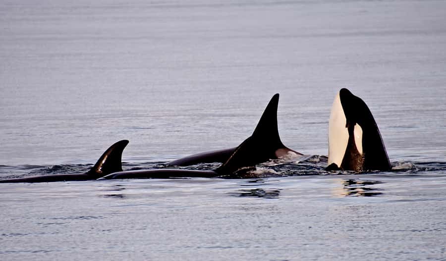 Orcas Island: Orca Whales guaranteed boat tour - Searching the San Juan Islands by fast boat