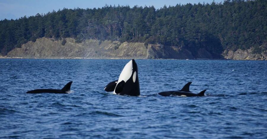 Orcas Island: Orca Whales guaranteed boat tour - Meeting Bigg’s orcas in their natural habitat