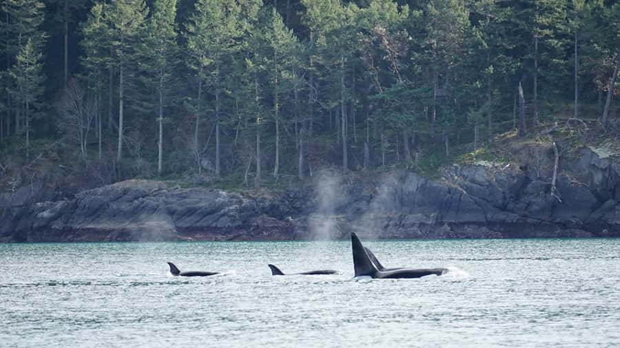 Orcas Island: Orca Whales guaranteed boat tour - What the onboard guide adds